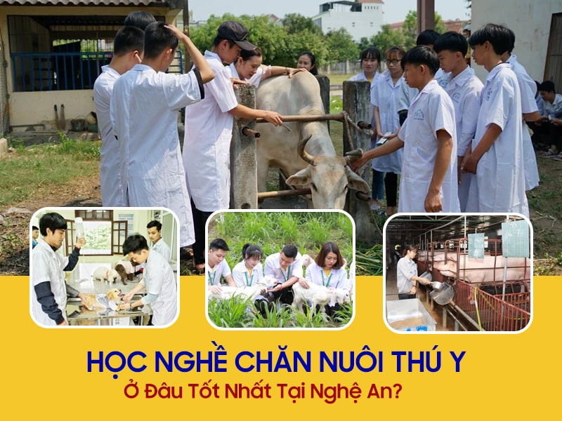 Học nghề chăn nuôi thú y tại Nghệ An