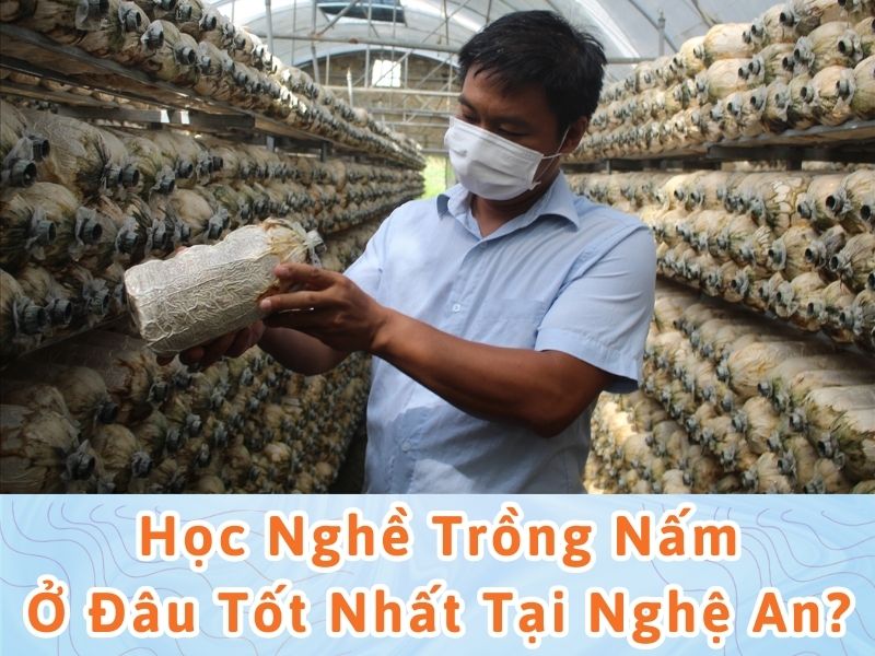 học nghề trồng nấm